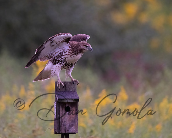 Red-tailed Hawk
