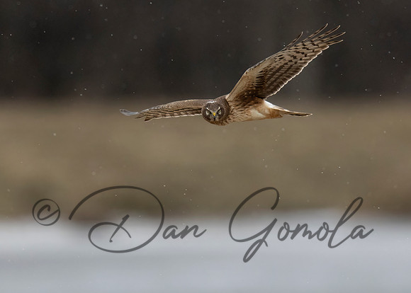 Northern Harrier