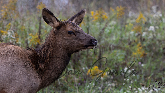 PA Elk (October, 2024)