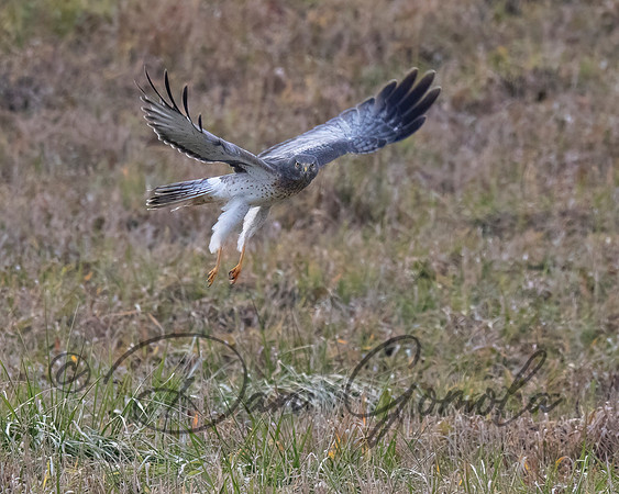 Northern Harrier