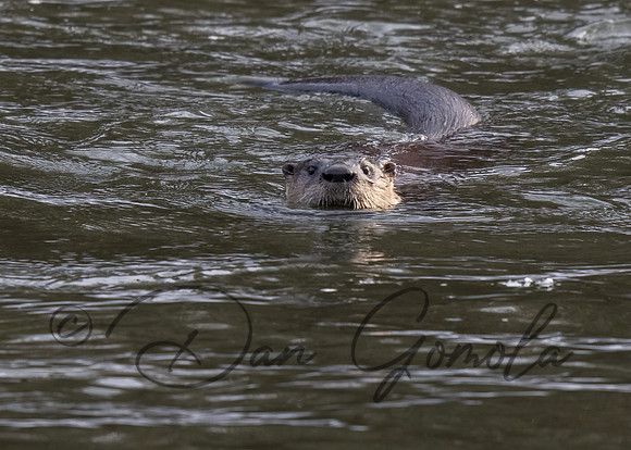 River Otter