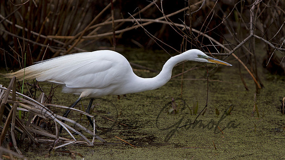 Great Egret