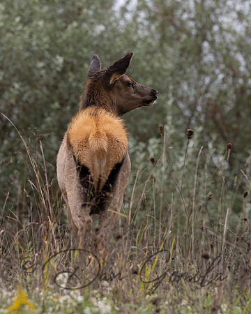PA Elk (October, 2024)
