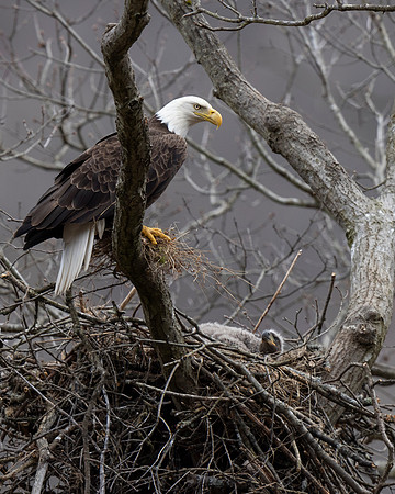 Bald Eagle