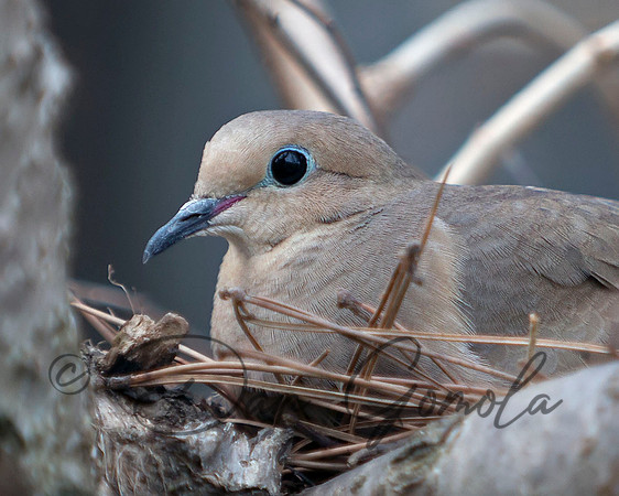Mourning Dove