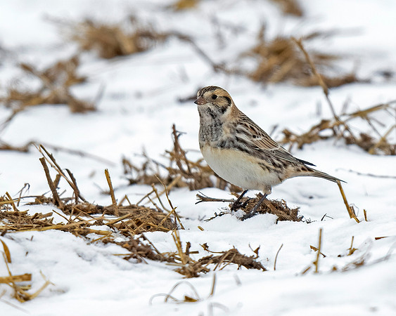 Lapland Longspur
