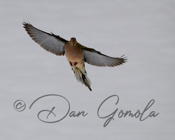 Mourning Dove