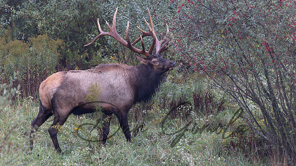 PA Elk (October, 2024)
