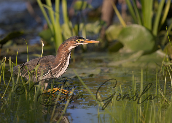 Green Heron