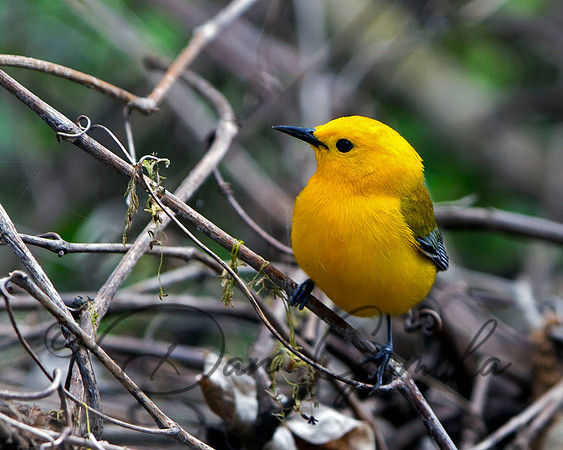 Prothonotary Warbler