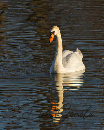 Mute Swan