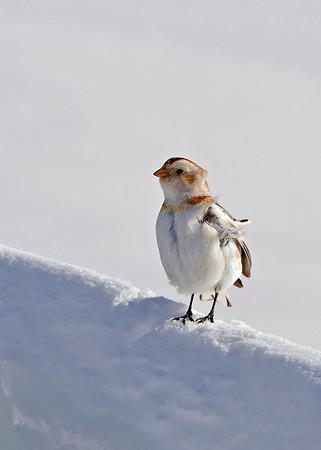 Snow Bunting