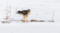 Northern Harrier