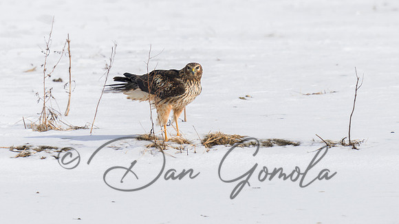 Northern Harrier