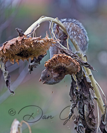 Eastern Gray Squirrel