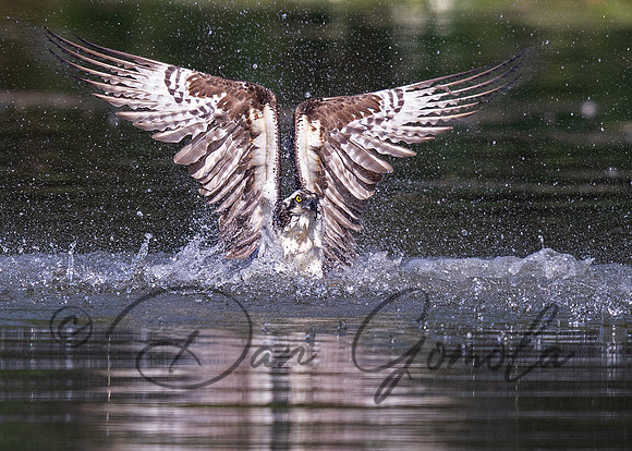Osprey