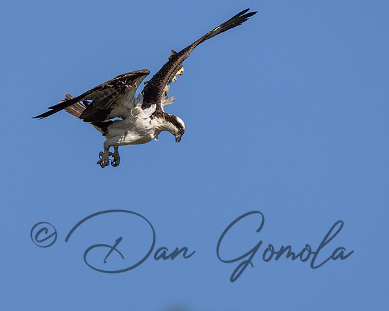 Osprey