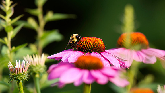 Tricolored Bumble Bee on Cone Flower