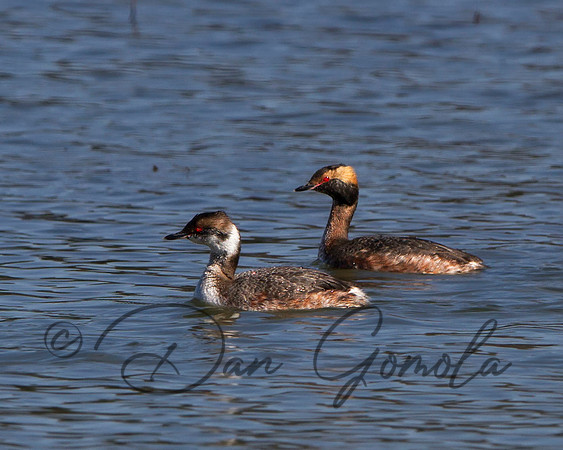 Horned Grebe
