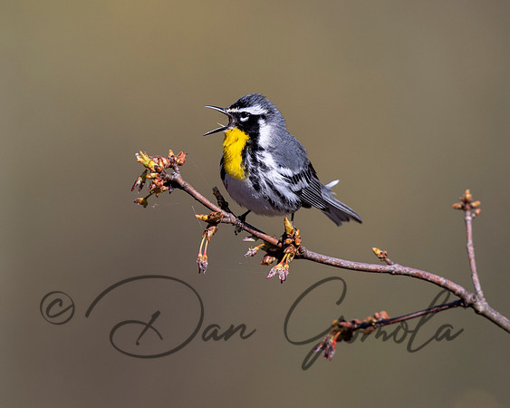 Yellow-throated Warbler