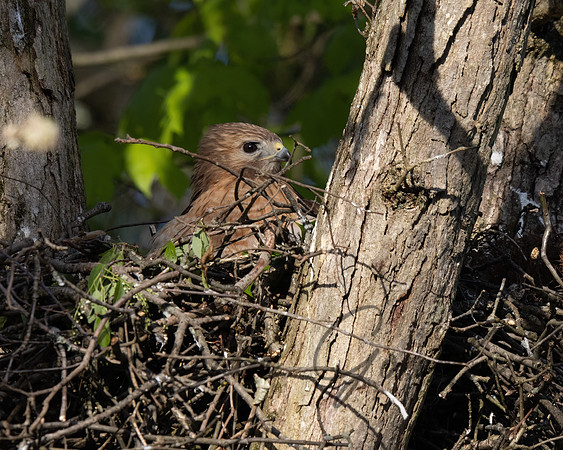 Red-shouldered Hawk