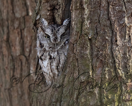 Eastern Screech Owl