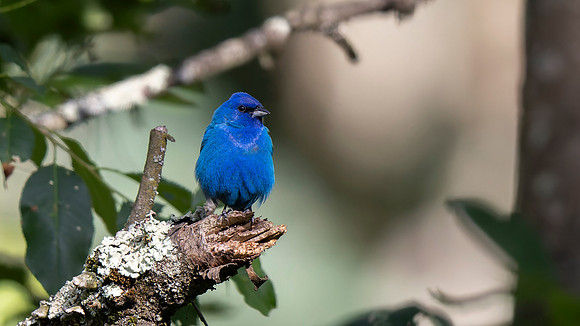 Indigo Bunting