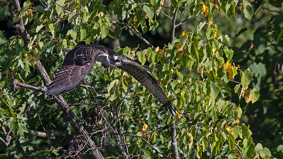 Osprey