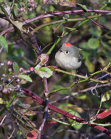 Ruby-crowned Kinglet