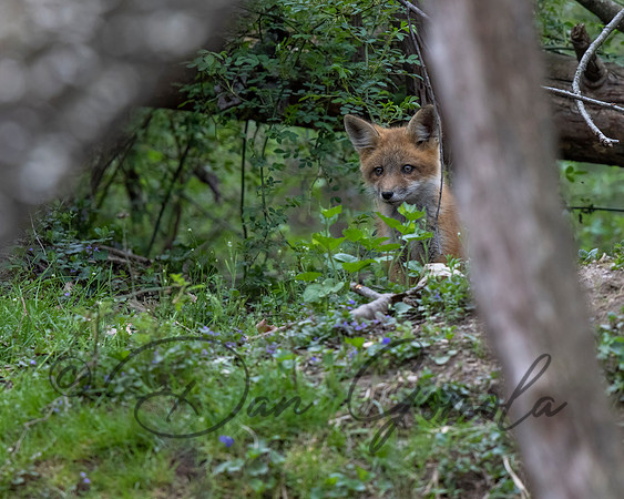 Red Fox