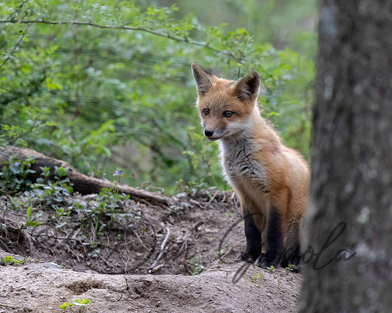 Red Fox