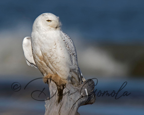 Snowy Owl