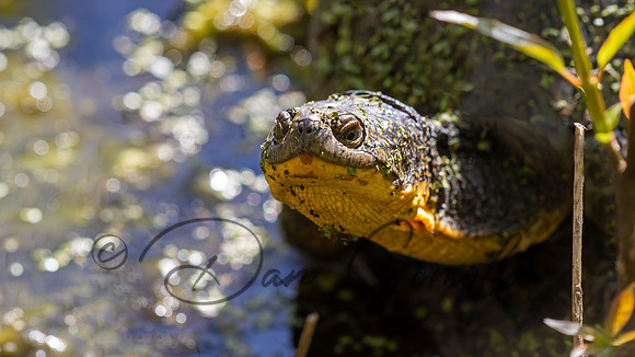 Blanding's Turtle