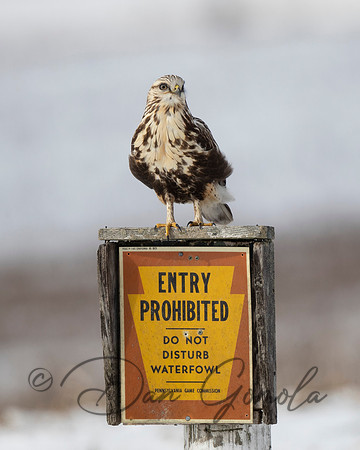 Rough-legged Hawk