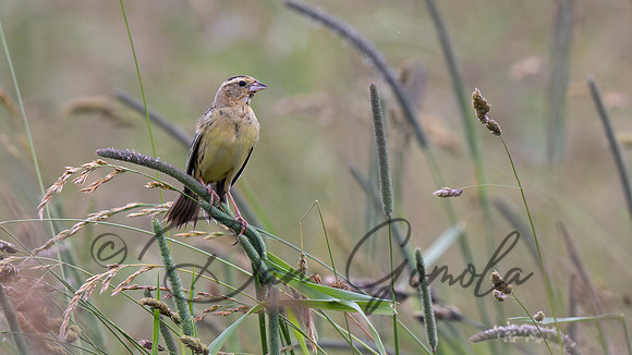 Bobolink
